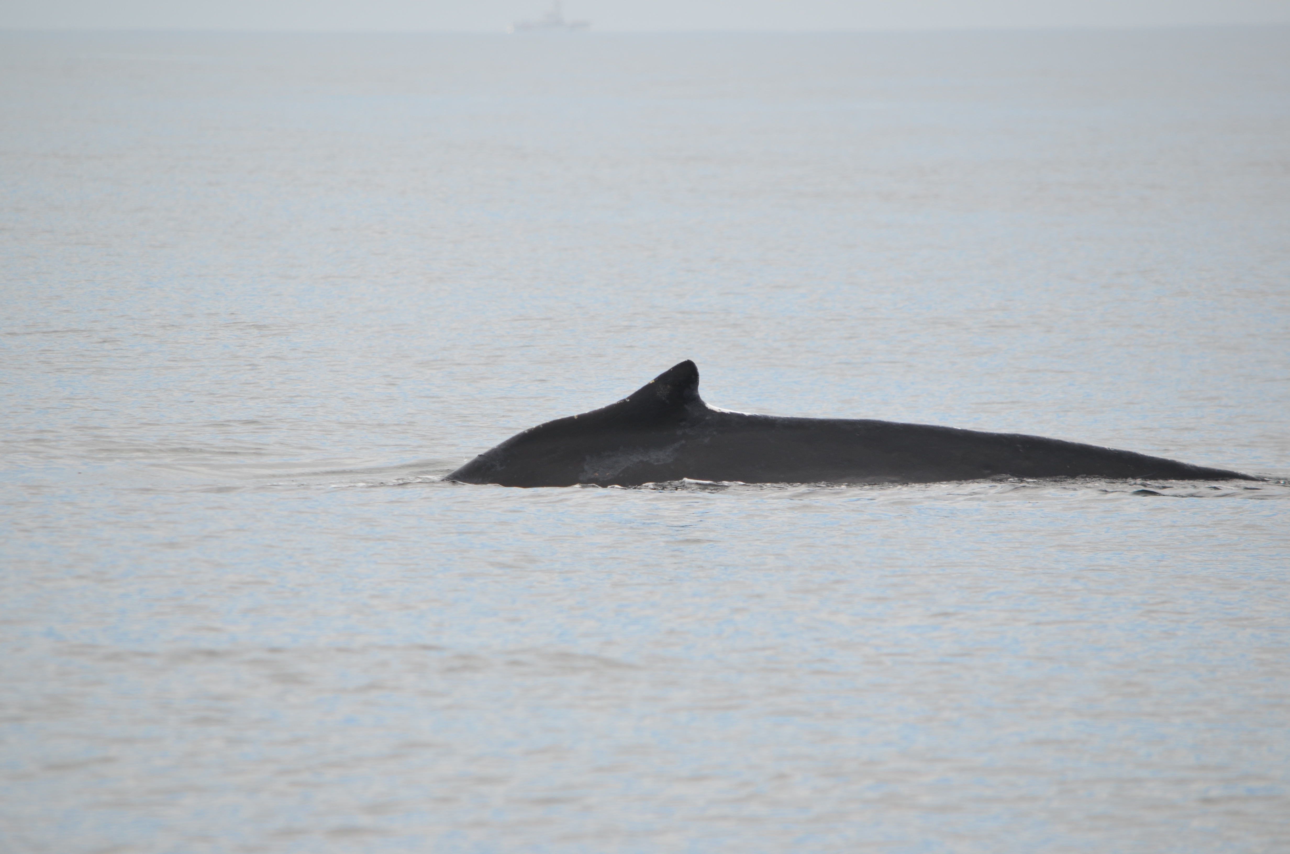 photos/wildlife/Mammal_Species/Humpback Whale/DSC_0054.JPG